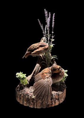 Quails